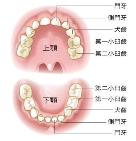 人的圖畫 拔掉的牙齒怎麼處理